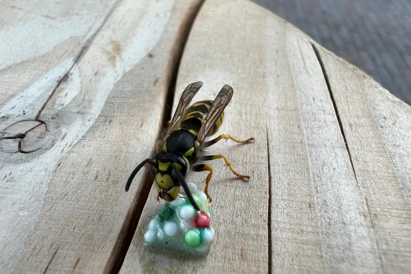 duitse wesp nathan veenstra