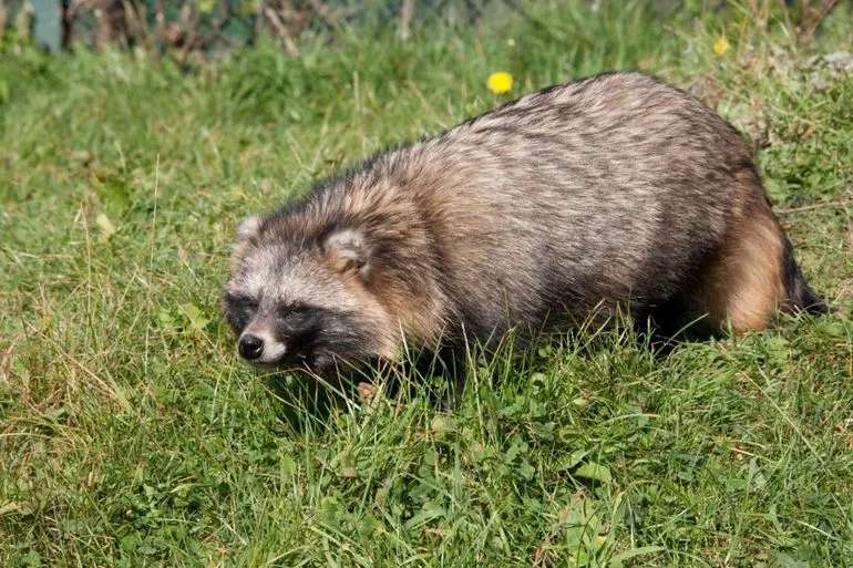 wasbeerhond nature today