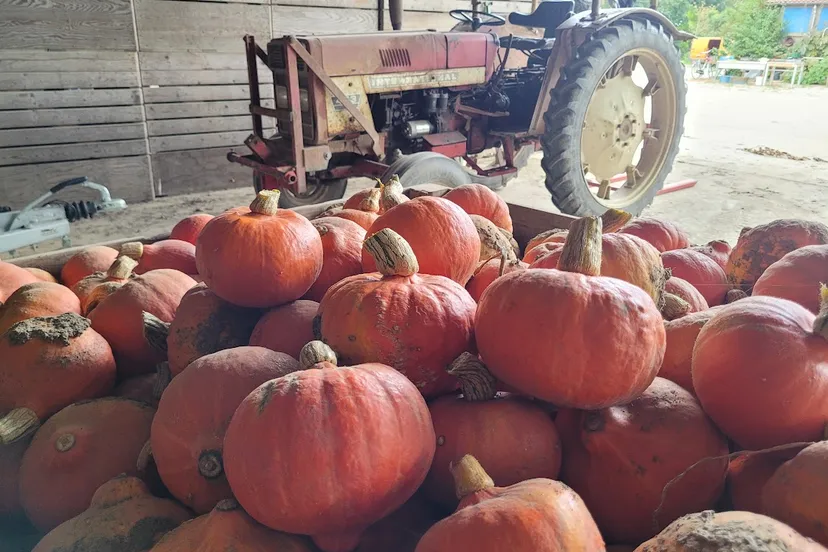 pompoen persbericht 3