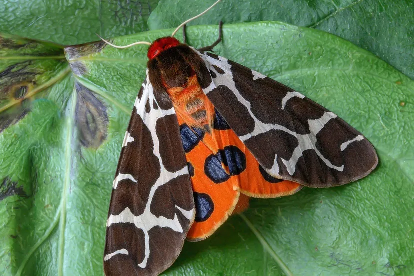 20260310_Nachtvlinders tellen in Emmeloord