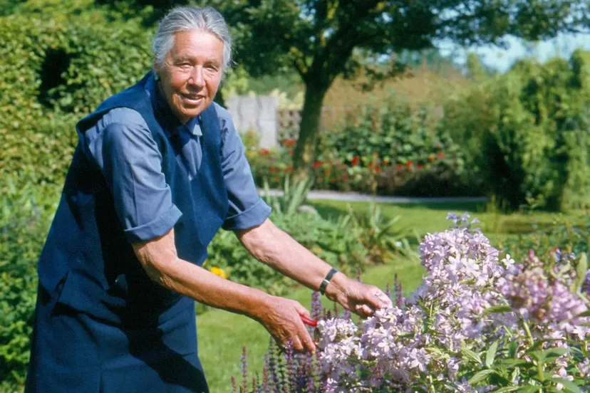 Mien_20_Ruys_20met_20_Campanula_20lactiflora_2_C_201978_c_20_Buro_20_Mien_20_Ruys_72f37a00cd