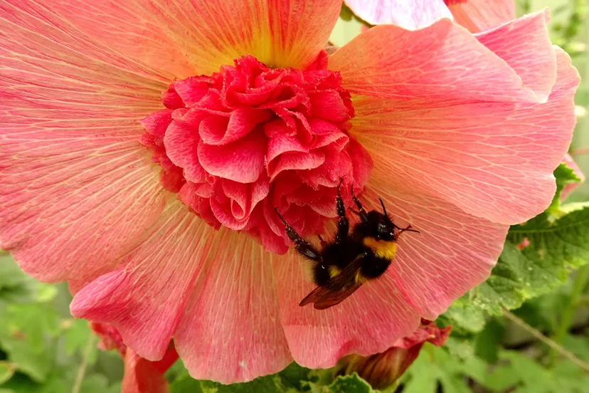 DSC06105 Met hommel