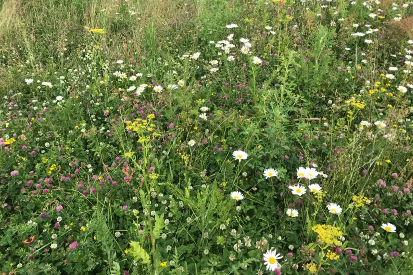 260827 Kruidenrijk gras Urgenda