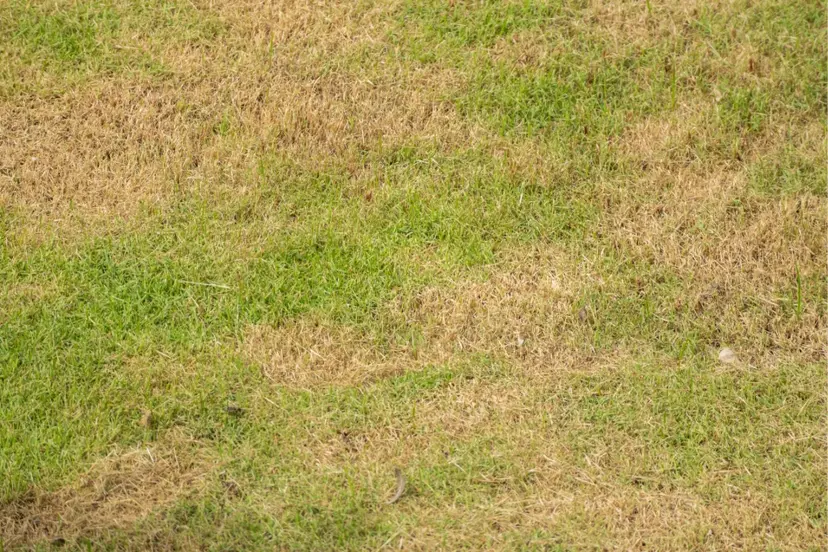 3 (4)