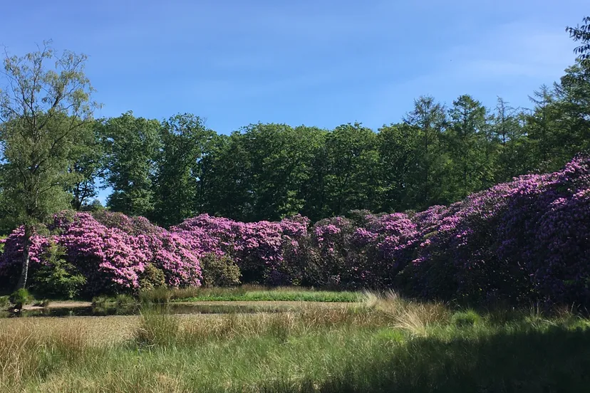 210811 de slangenvijver met bekende rododendrons gert wentzel
