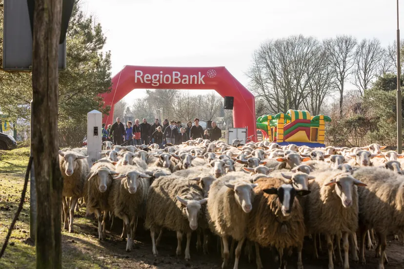 archieffoto schapendriftrun