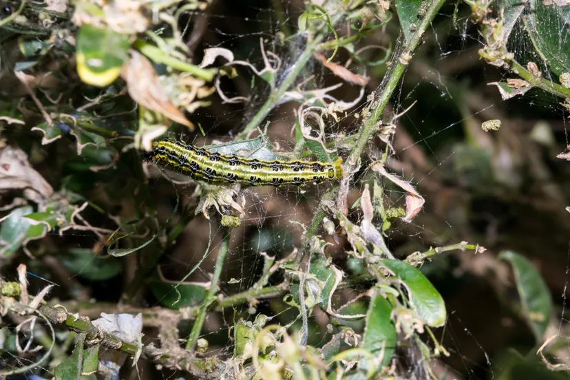 boxwood borer 762621