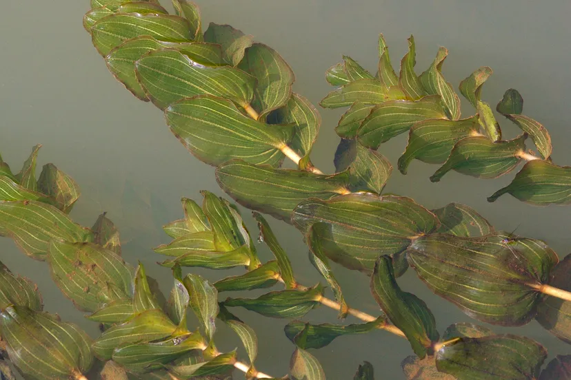 fonteinkruid waterplant potamogeton perfoliatus wikimedia christian fischer cc by sa 30