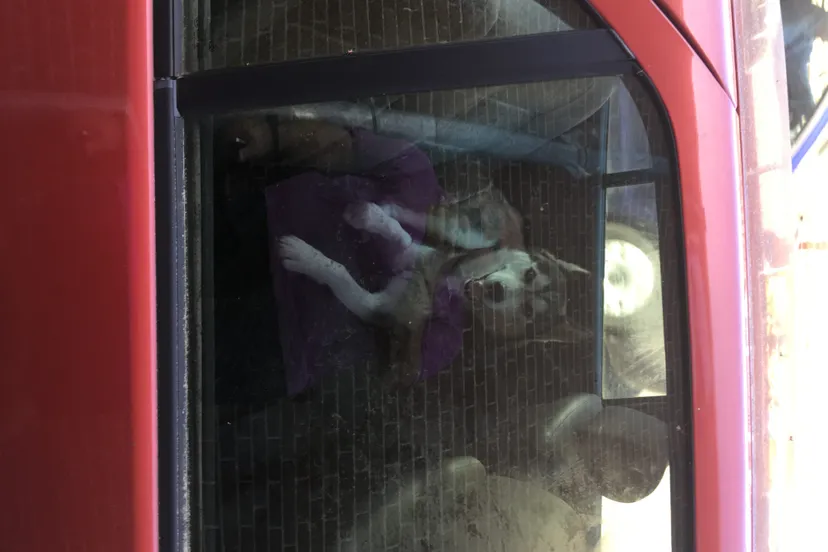 hond auto nunspeet hitte e1496553360412