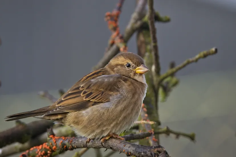 house sparrow 4121562