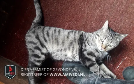 joepie den haag amivedi