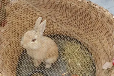 konijn eeckelhagen 1