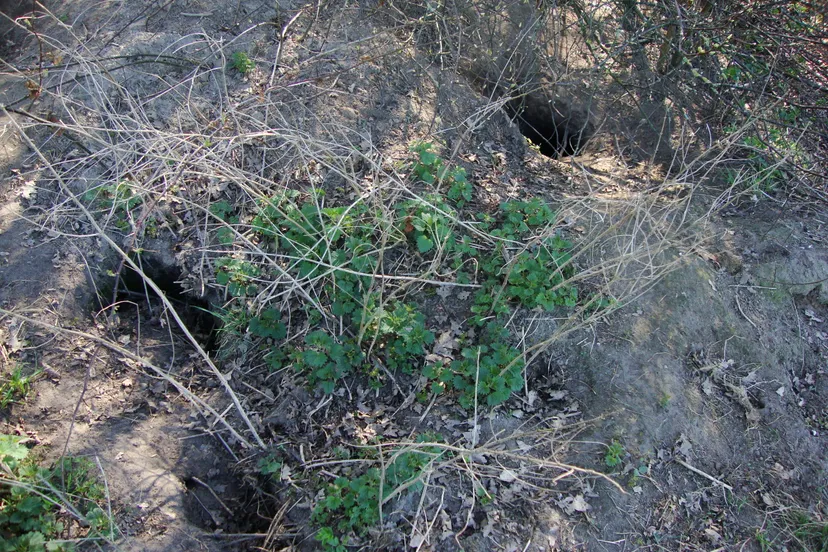 mill dassenburcht op landgoed tongelaar wikimedia cc0