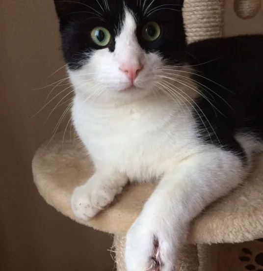 milo poot kogels schieten