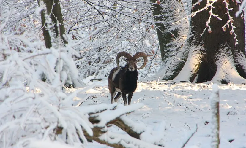 moeflon sneeuw cda nunspeet site