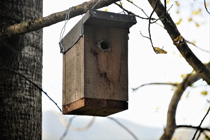nesting box 2935803