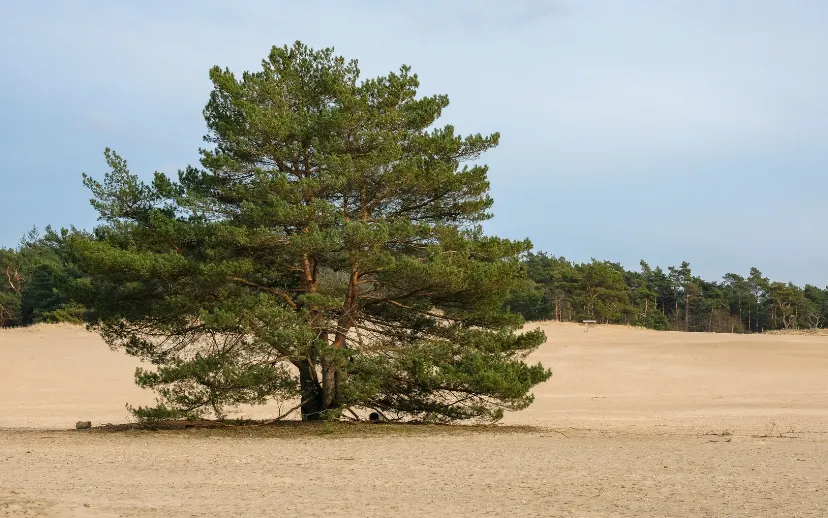 ontwerp zonder titel 2021 05 08t064452033