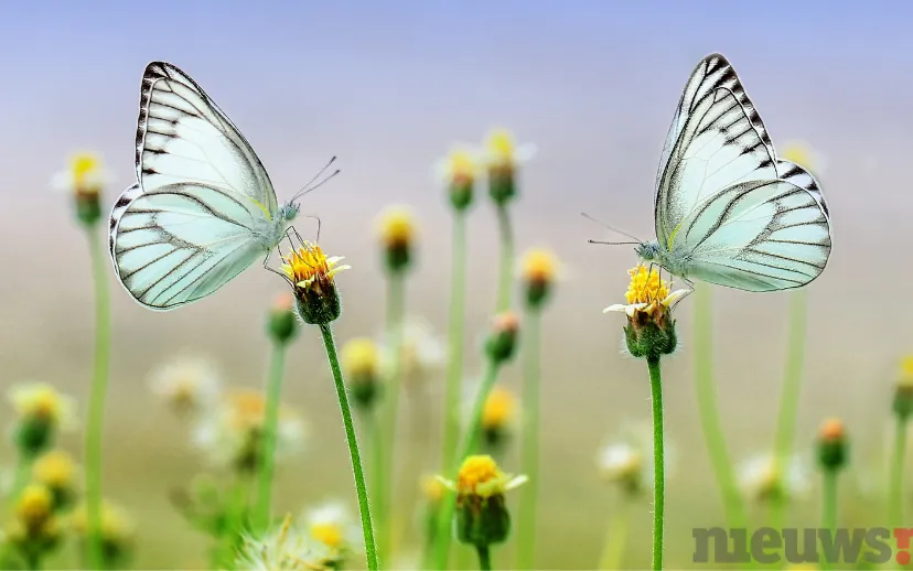 ontwerp zonder titel 2023 07 07t082428221