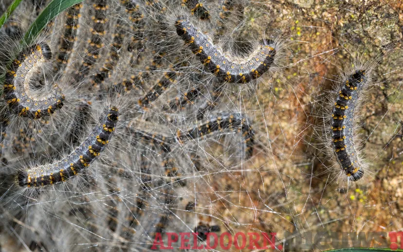 ontwerp zonder titel 36