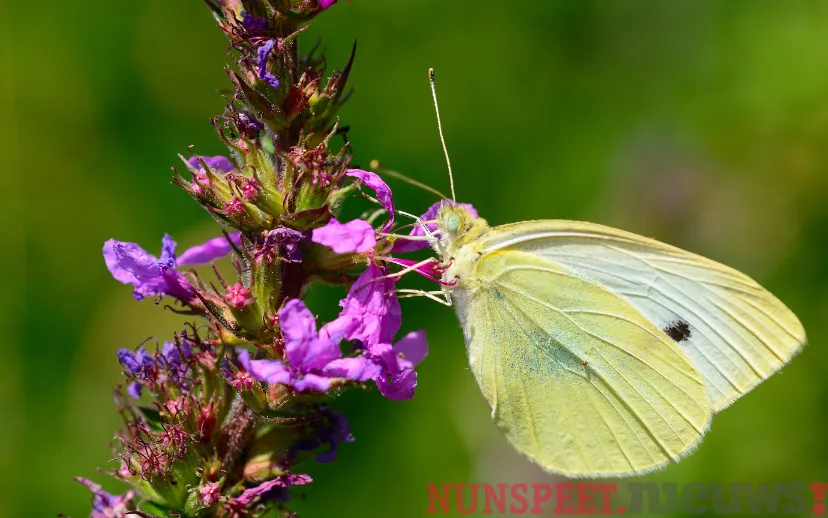 ontwerp zonder titel 38