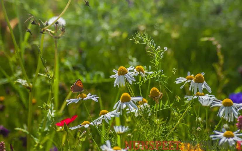 ontwerp zonder titel 53