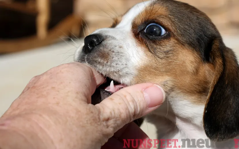 ontwerp zonder titel 8