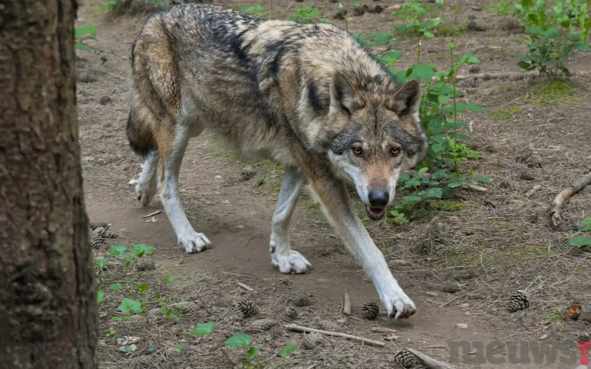 ontwerp zonder titel 98