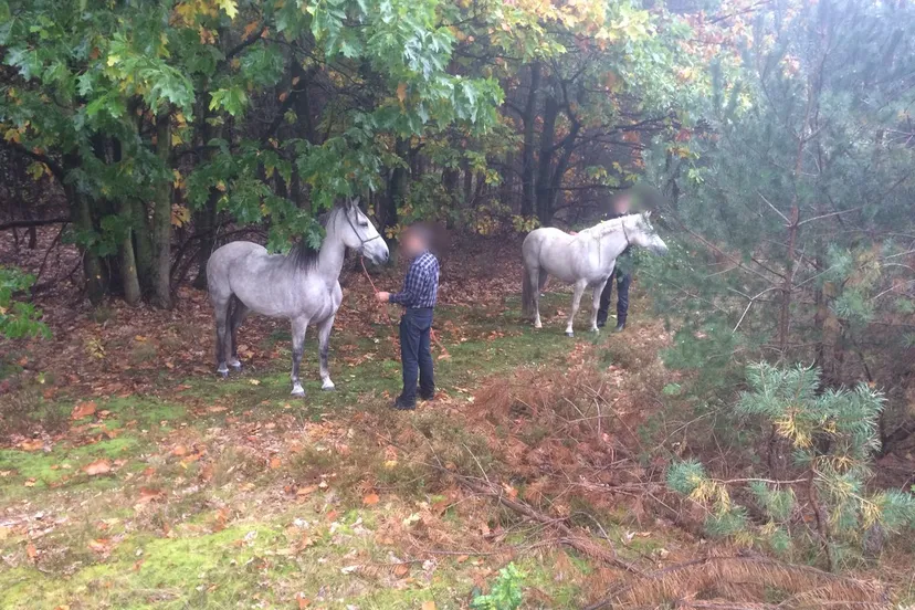 paarden snelweg carpoolplaats nunspeet weginspecteur peter