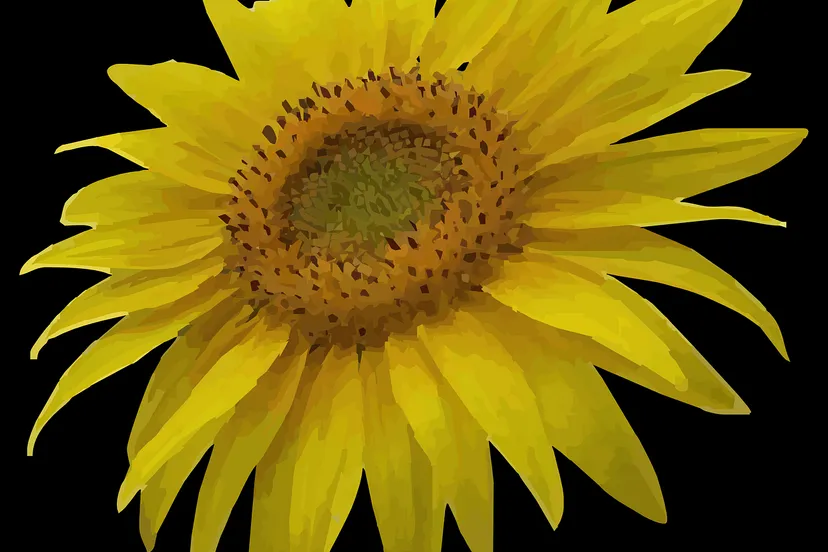 sun flower 161732 1280