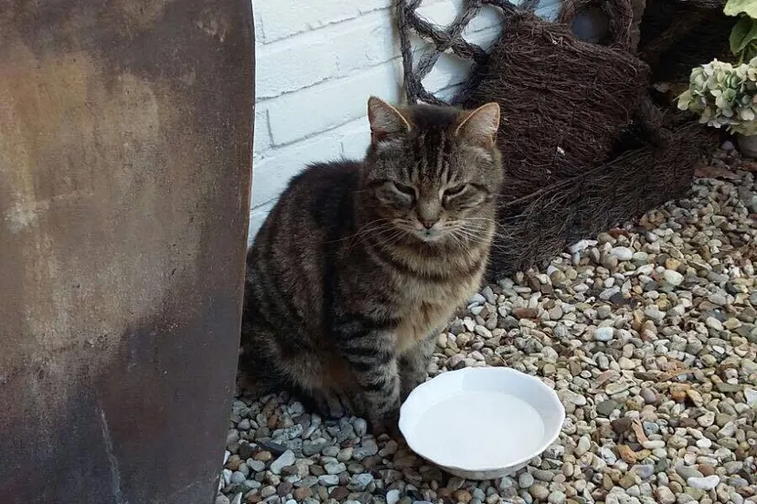 sylvana sunniva woods kat poes vermist