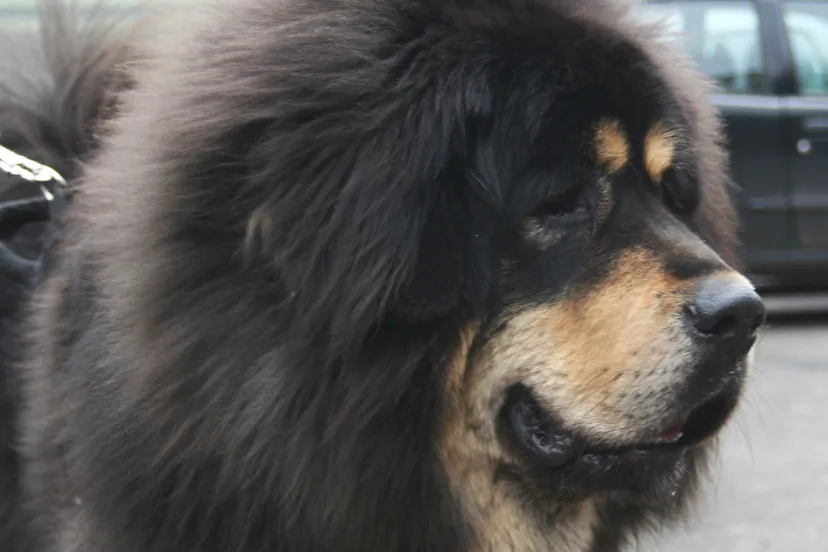 tibetaanse mastiff wikimedia cc by sa 40 pleple2000
