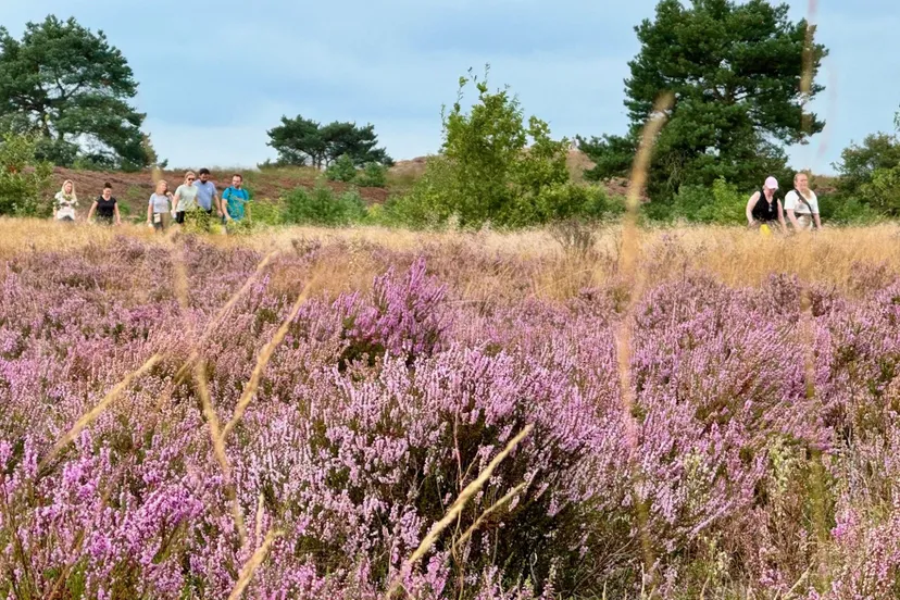 nunspeetse heideloop