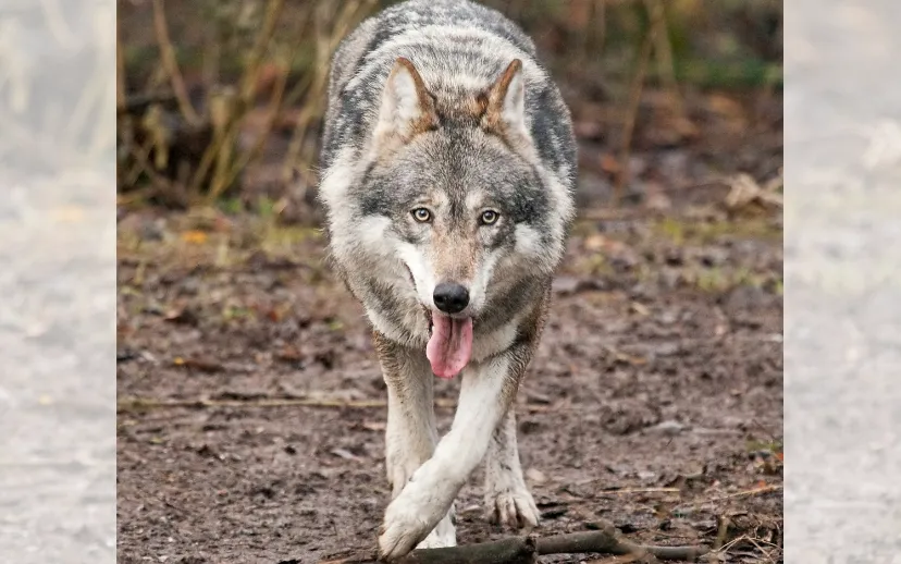 ontwerp zonder titel 61