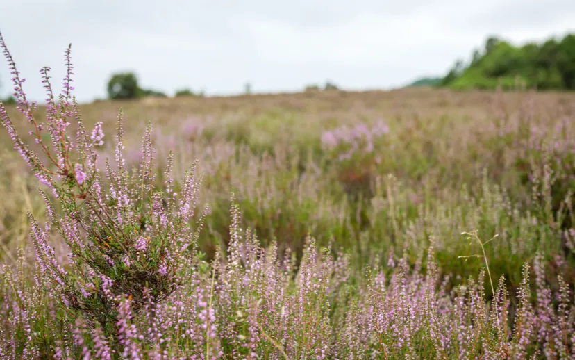 ontwerp zonder titel 71