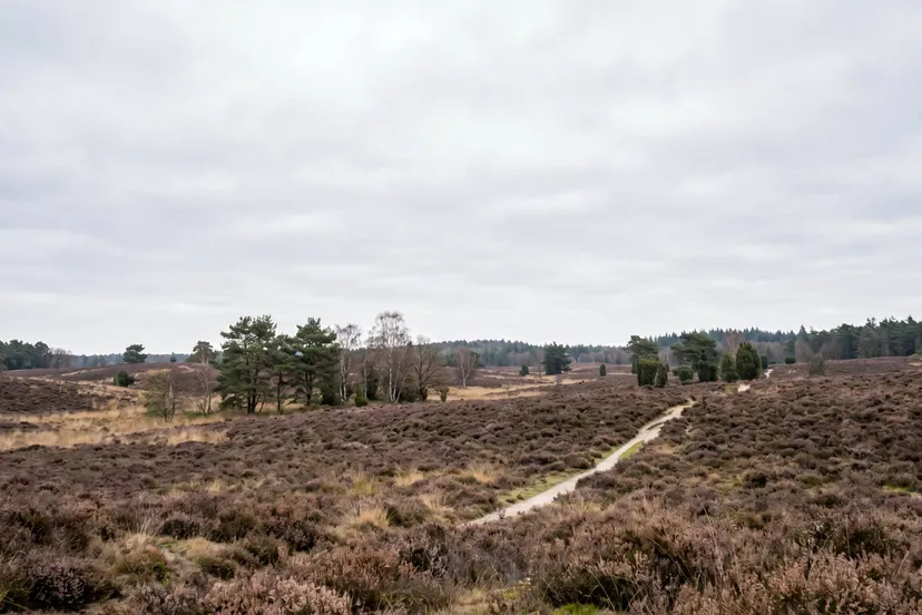 lente heide grijs