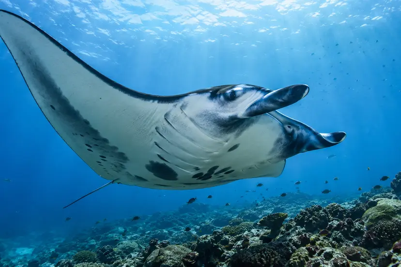 wereld manta roggendag