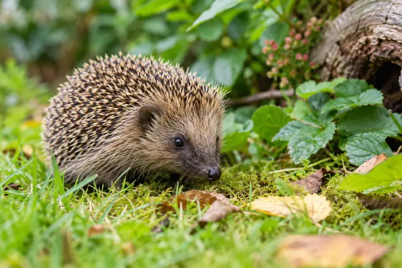 AI-illustratie van een egel tussen groene tuinplanten