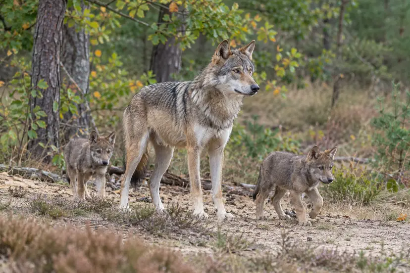 Realistisch AI-gegenereerd beeld van een wolf en twee welpen aan de rand van een bos.