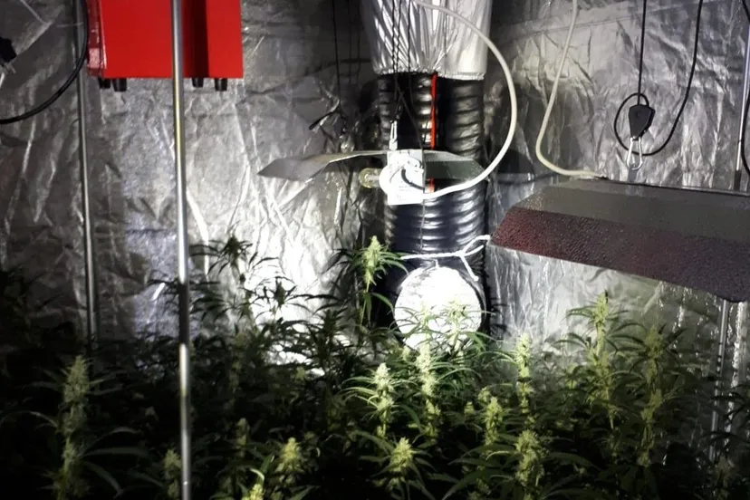 106125840 2612590598999962 7252478140211846121 o e1593439644752