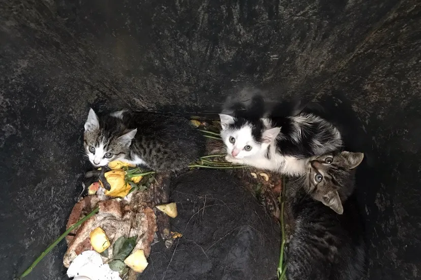 108460520 3185882931467696 4299727451777678503 o e1594472371446