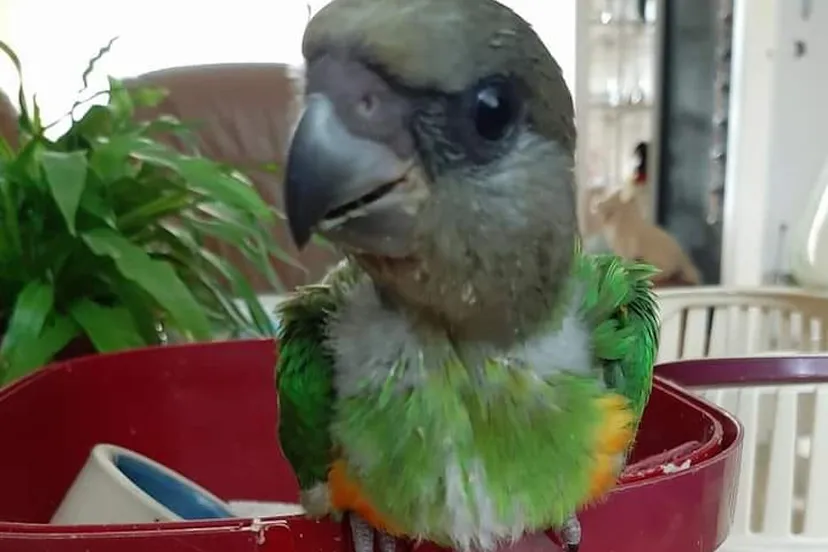 117861085 3278337462222242 5689709780019210838 n