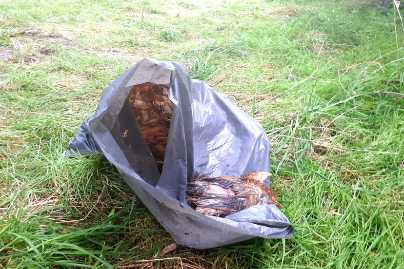 236107762 2930202600572092 3253549736462581004 n