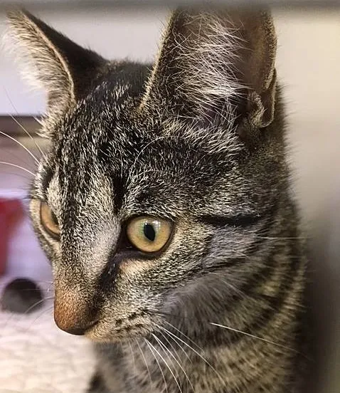 41305922 1796363177143176 5613271481321521152 n