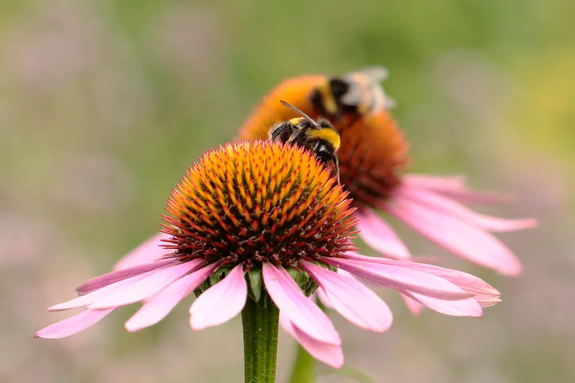 bloemenlint tineke spijker