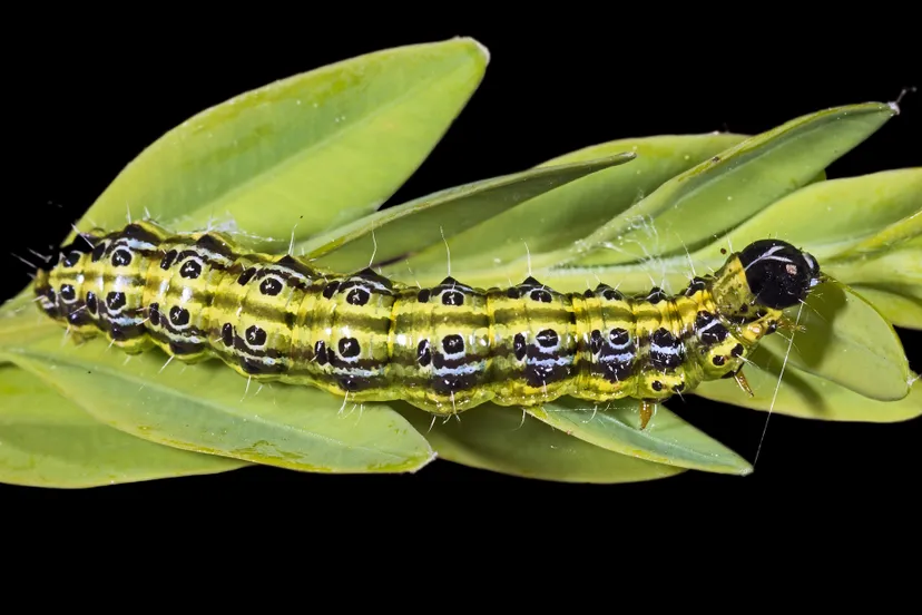 cydalima perspectalis caterpillar