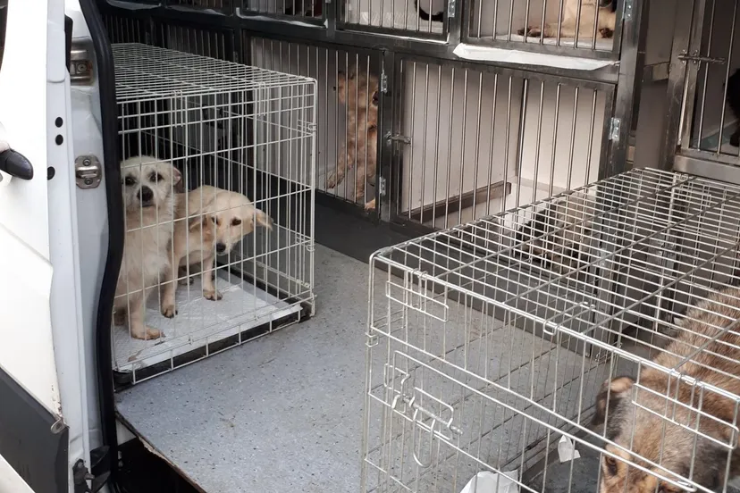 dierentransport e1569674273861