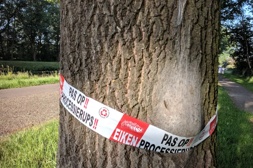 eikenprocessierups boom