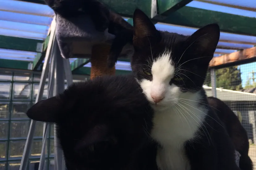 katten3 e1538376426377