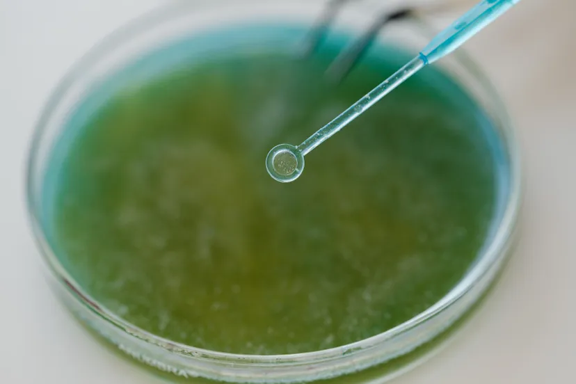 pexels karolina grabowska 8539946