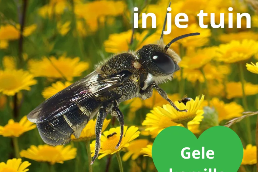 tronkenbij en gele kamille